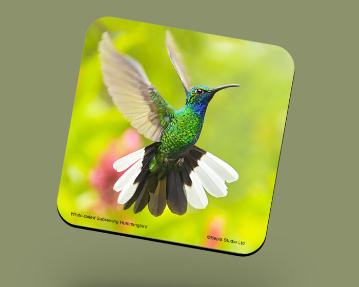 White-Tailed-Sabrewing Hummingbird